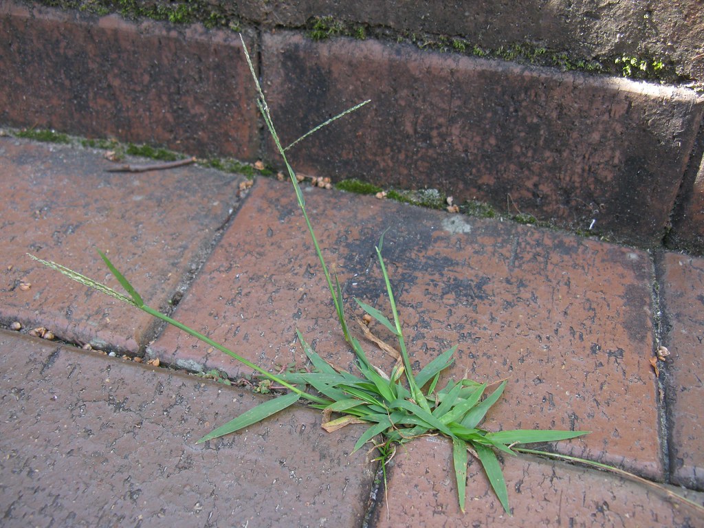 Digitaria violascens plant NC7
