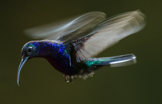 Motion Studies: Violet Saberwing Hummingbird
