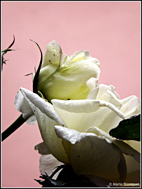 Roses blanches, pucerons et gouttes de pluie