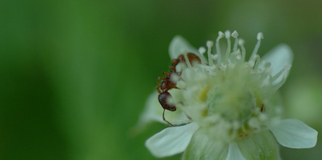 blackberry flower, ant