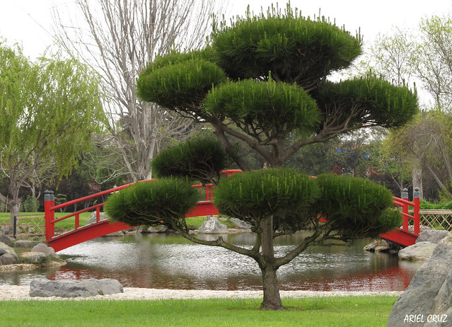 Parque Japonés de La Serena (Jardín del Corazón) | Japonese Park of La Serena (Garden of Heart)