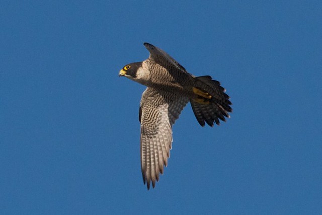 Fast falcon