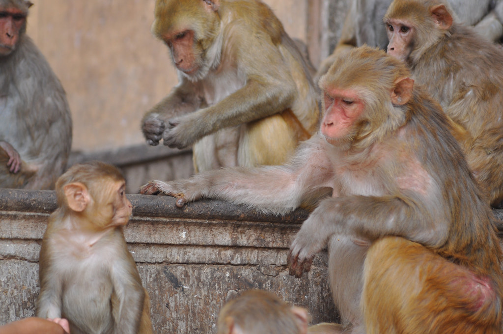 Monkey Discussion monkey discussions | Naseema Maria Begum | Flickr