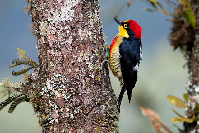 Benedito-de-testa-amarela (Melanerpes flavifrons (Vieillot, 1818)   Nome em Inglês: Yellow-fronted Woodpecker)
