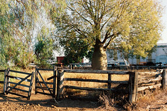 Sheep yards