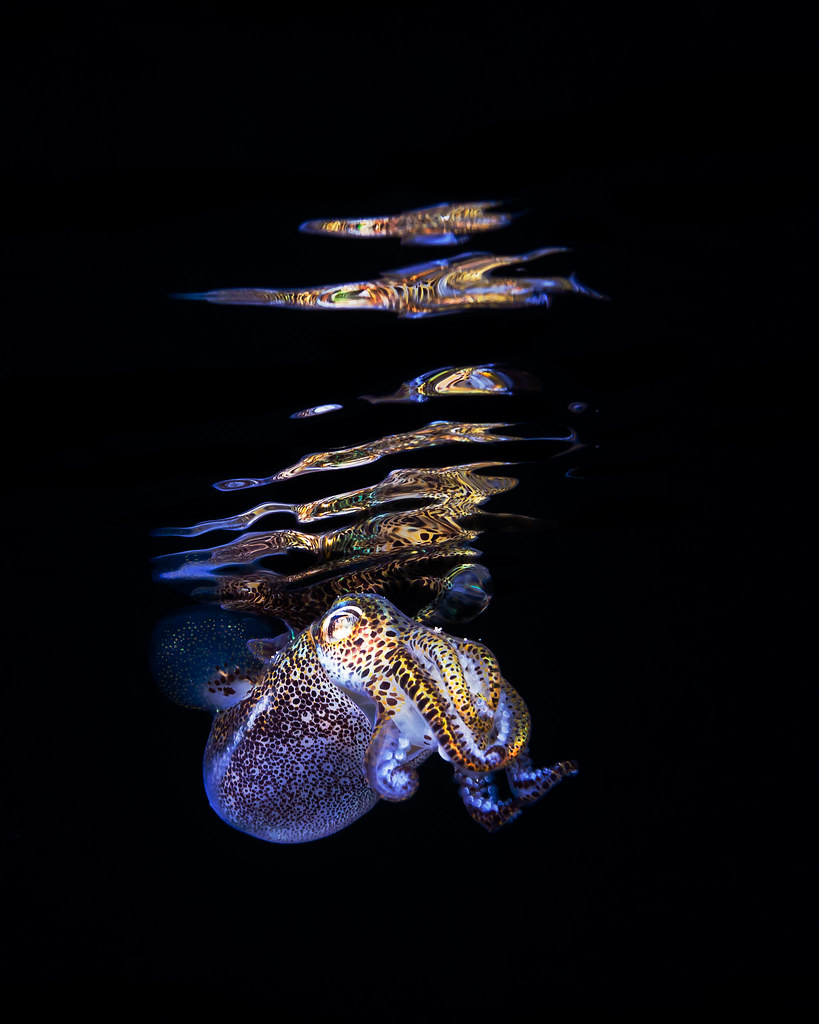 Bobtail Squid, Euprymna berryi