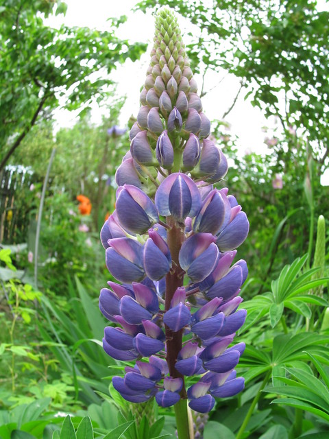 Lupine with fish eye lens