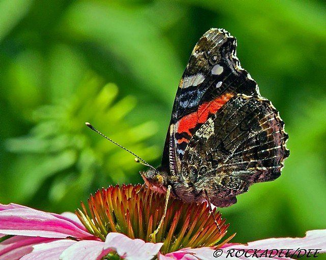 Red Admiral On A Cone Flower