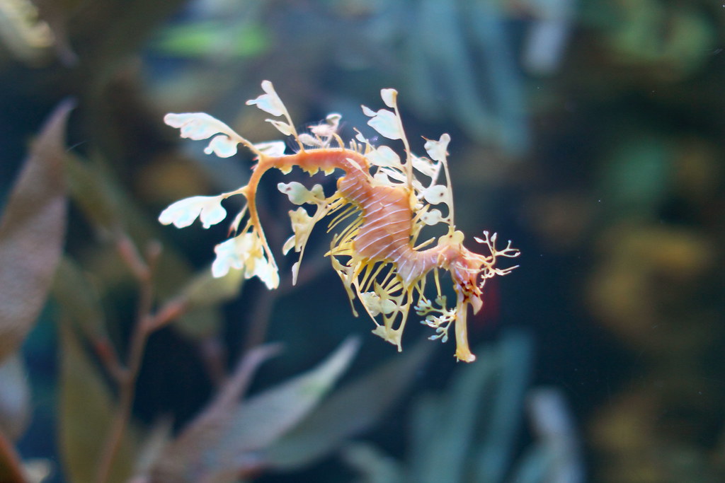 Sargasso