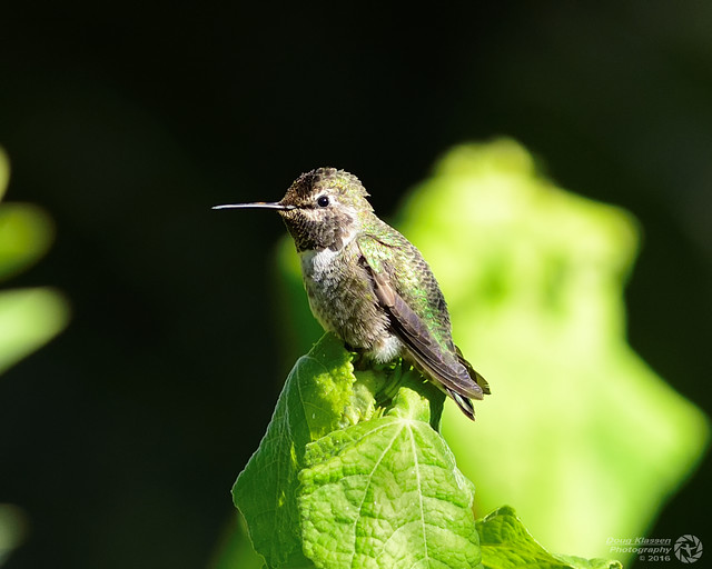 juvenile male Anna's Hummingbird
