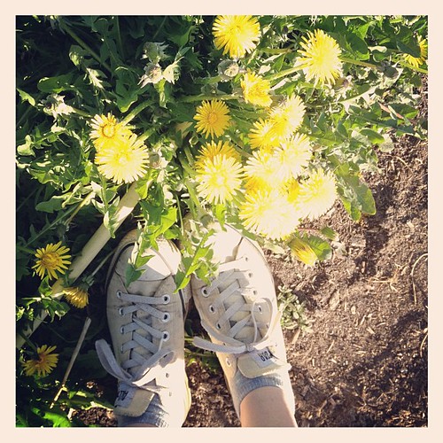 sunshine, dandelions, converse | julochka | Flickr