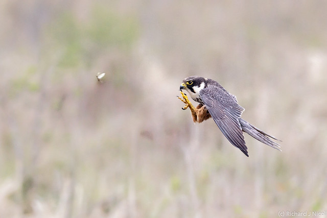 Hobby (Falco subbuteo) hunting mayfly