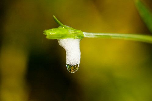 Cuckoo spit with raindrop