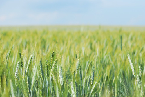 field wheat gödöllő mező búza