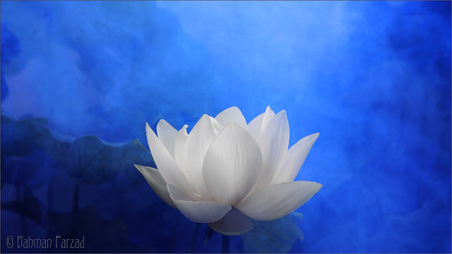 White Lotus Flower Surreal series - DD0A7194-2-1000 Lotus Flower with Blue background / blue /color blue / blue color / blue / nature /  - Yoga - زهرة اللوتس, ハスの花, 莲花, گل لوتوس, Fleur de Lotus, Lotosblume, कुंद, 연꽃