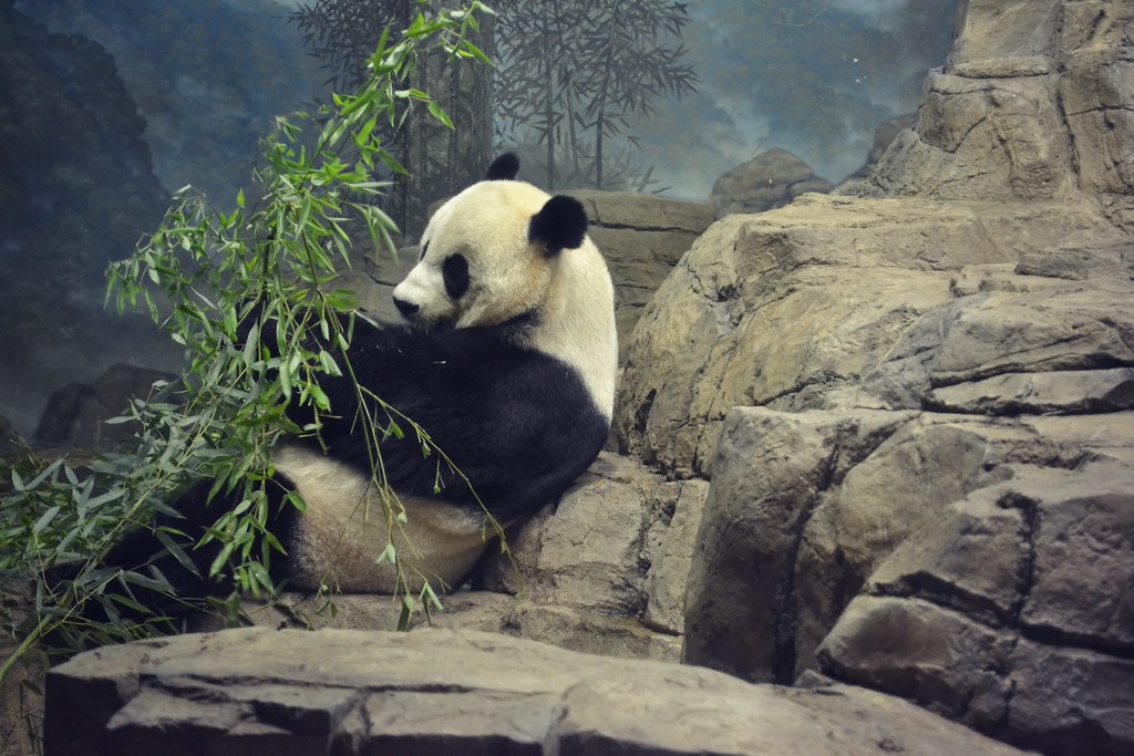 Panda Flickr Panda | amanda | Flickr