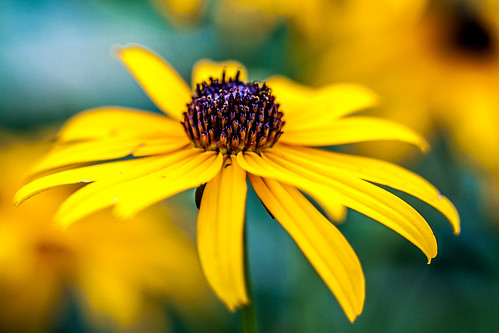 summer flower color macro yellow closeup michigan mason lansing