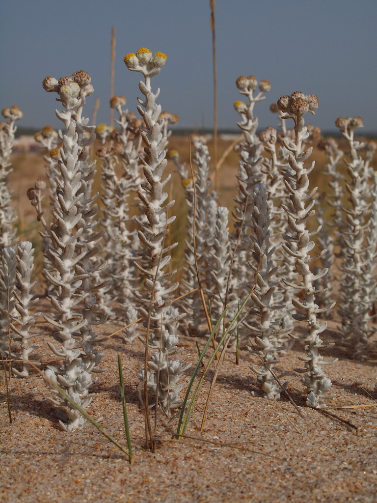 Achillea maritima (L.) Ehrend. & Y. P. Guo = Otanthus maritimus (L.) Hoffmgg. et Lk. - Cottonweed