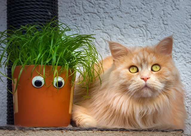 My cat grass and I