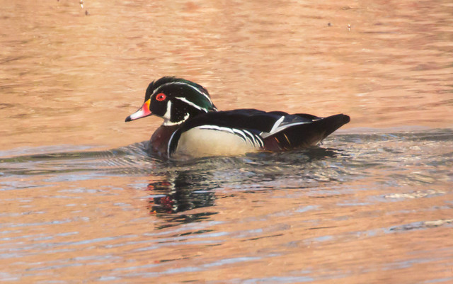 Wood Duck at Sunset
