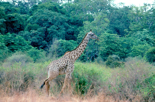 KENIA Y TANZANIA 1990-337
