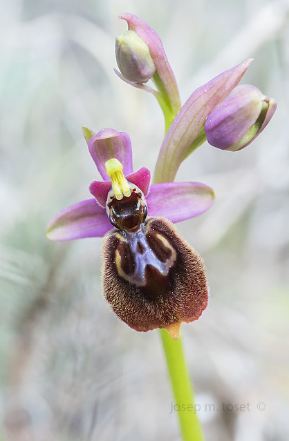ophrys x heraultii