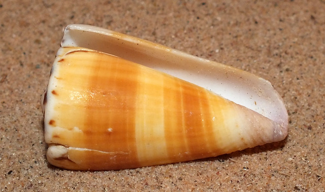 Planorbis cone snail (Conus (Vituliconus) planorbis) under side