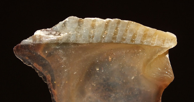 Tree oyster (Isognomon isognomum) subadult hinge teeth