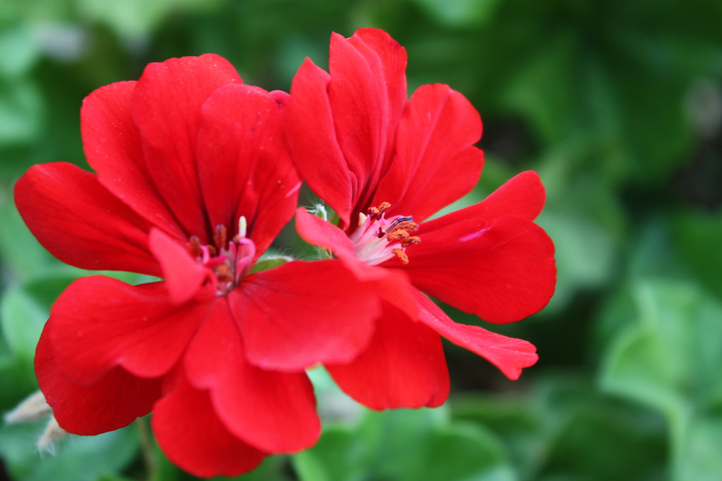 Flor de geranio - Red geranium flower | Flor de geranio rojo… | Flickr