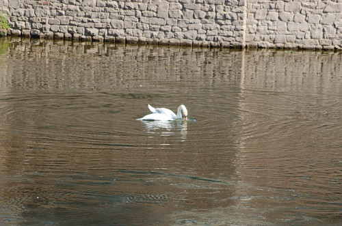 Swans mating, from Wye Bridge, Hereford