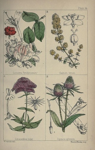 n510_w1150 | British wild flowers :. London,Reeve,1867.. bio… | Flickr