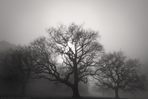 trees fog cornwallpark