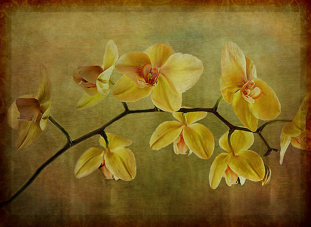 Orchid / Orchidee