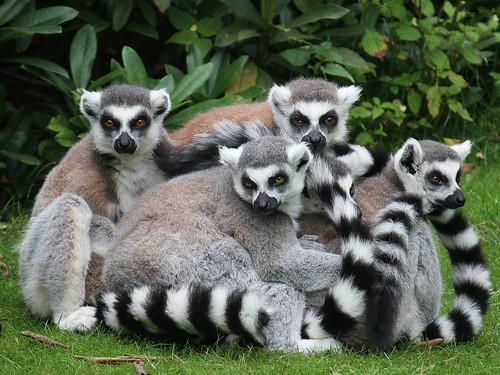 lemuri