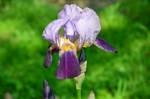 Iris | by John A King