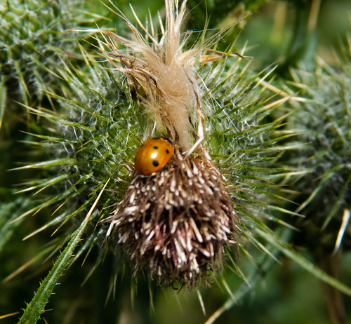 Ladybird on a thistle, flower gone over