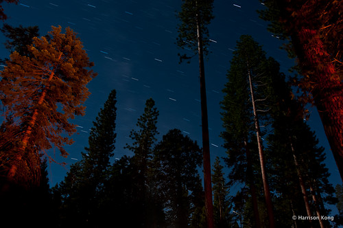 california ca tree pine us astrophotography astronomy nightsky pinecrest astrophoto startrail astrophotograph