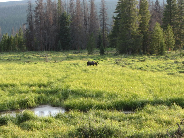 Moose in a Meadow