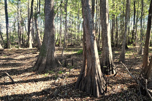 cypressswamp romayortexas