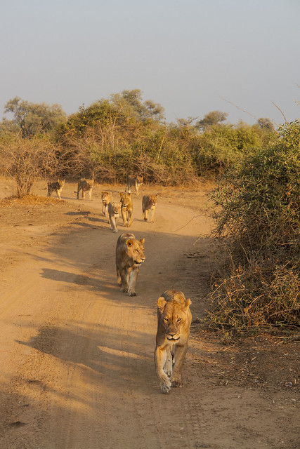 Zambia_LionCamp_125_lion