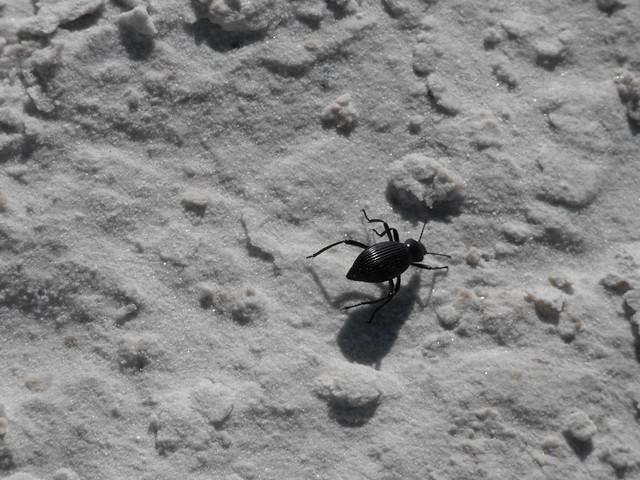 Bug in White Sands National Monument