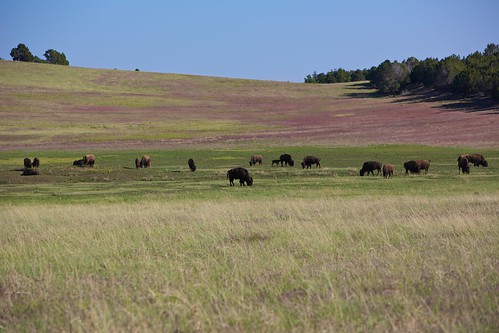 buffalo cattle farm livestock