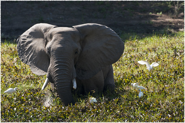 African elephant with cattle egrets in 