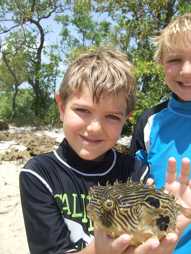 Koen with a striped burrfish