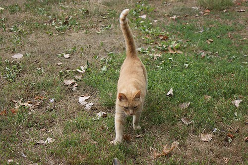 10_Friendly_cat | by Splash&Honey