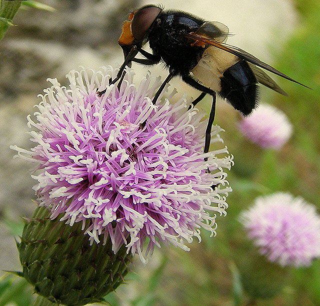 Fuji FinePix S5800-S800.Super Macro Of A Large Hoverfly (Volucella-pellucens) On A Creeping Thistle Flower.July 24th 2012.