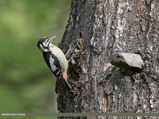 Himalayan Woodpecker (Dendrocopos himalayensis)