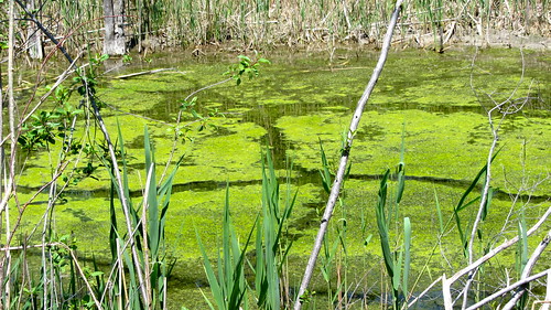 holland nature shelby ponds