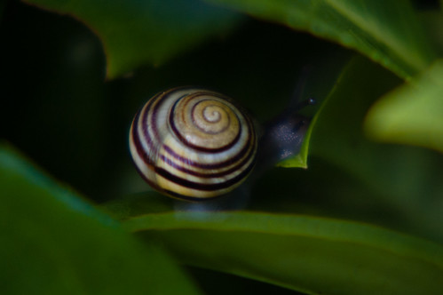 Snail with humbug shell