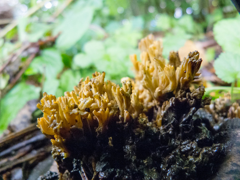 Coral fungus